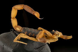 Image of Striped Bark Scorpion