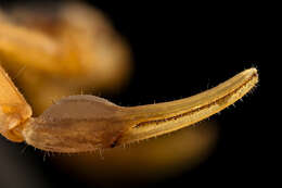 Image of Striped Bark Scorpion