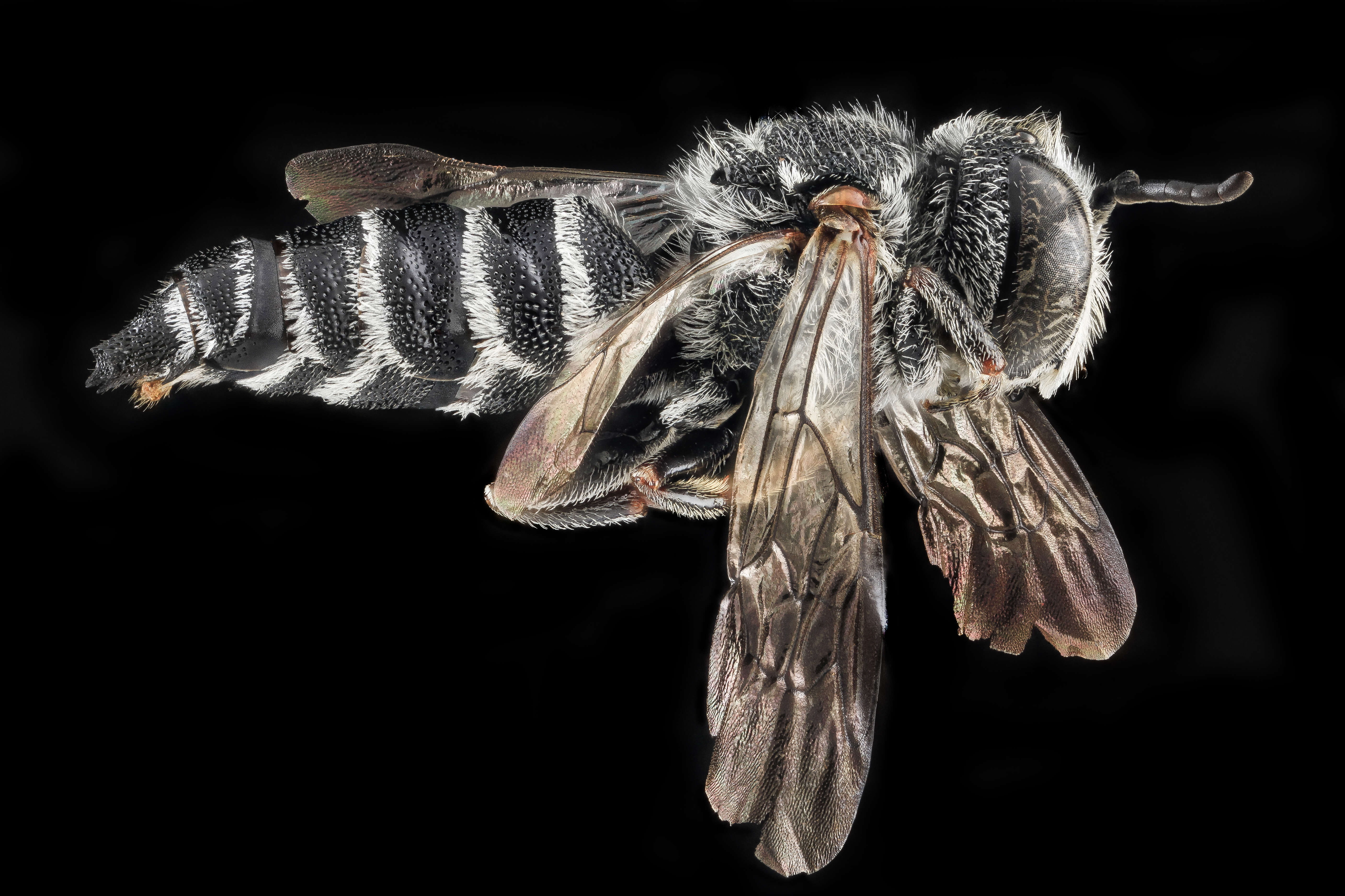 Image of Say's Cuckoo-leaf-cutter