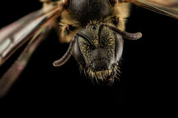 Image of Lasioglossum albipes (Fabricius 1781)