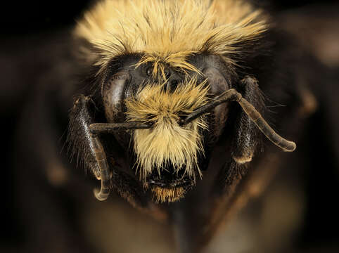 Image of Van Dyke Bumble Bee