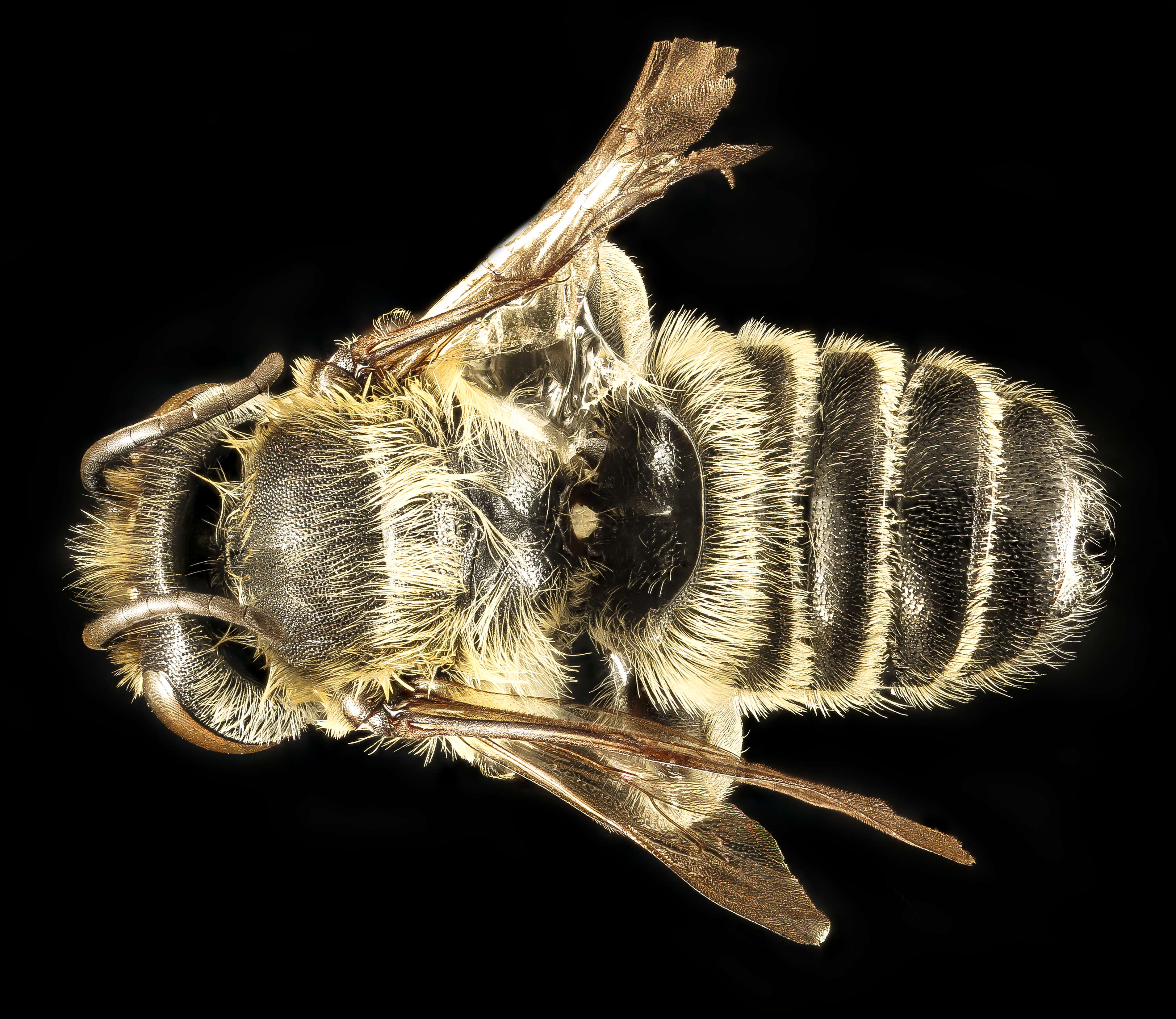 Megachile mendica Cresson 1878 resmi