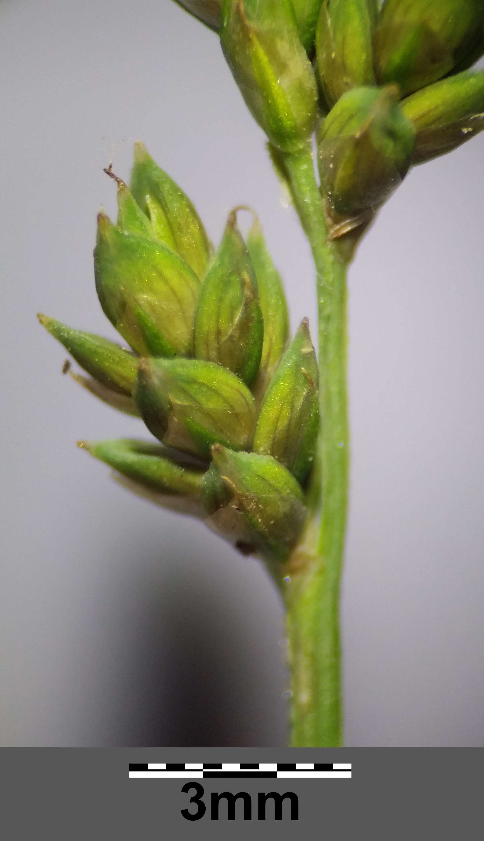 Image of Gray Bog Sedge