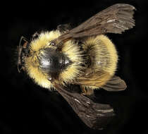 Image de Bombus fervidus (Fabricius 1798)