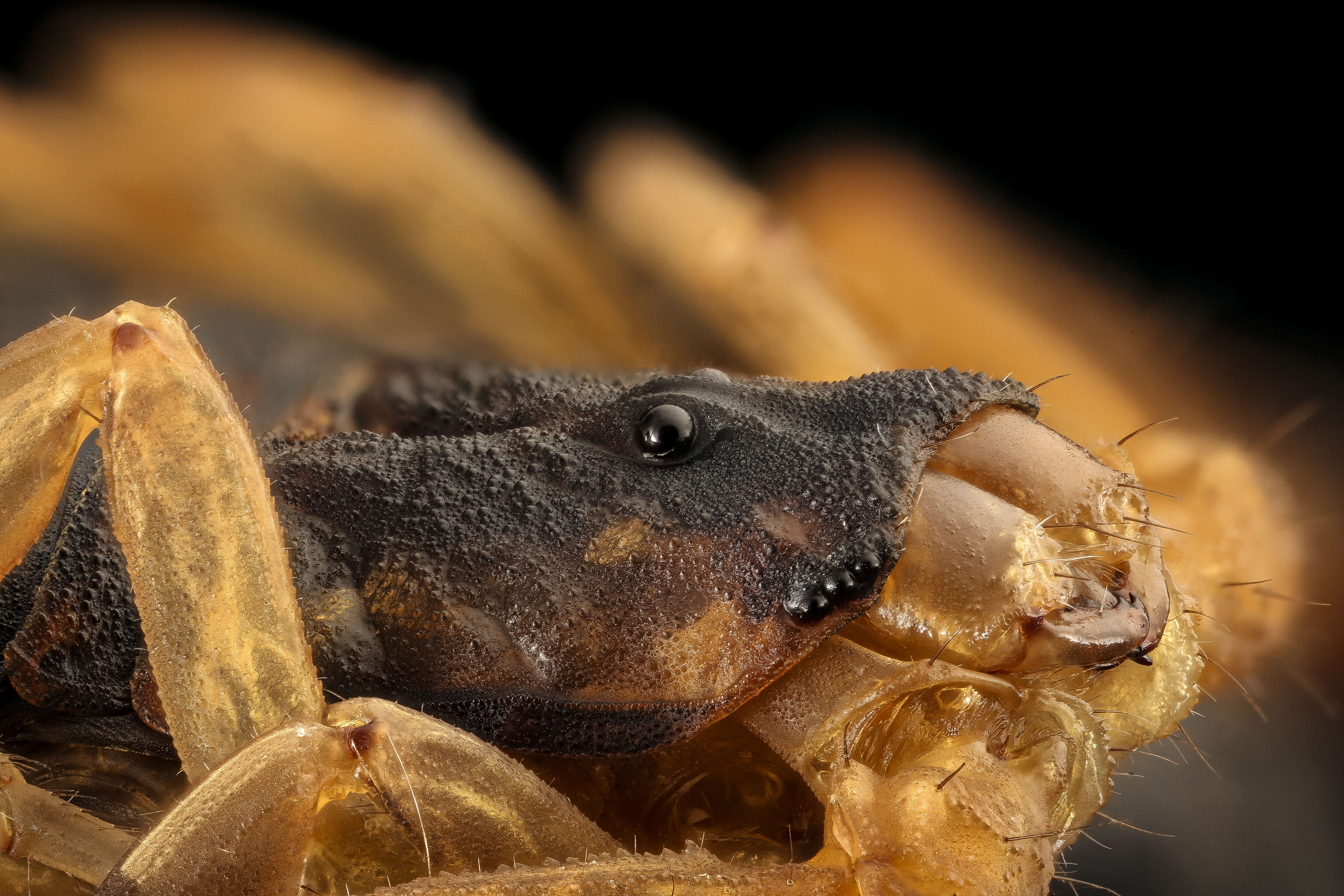 Image of Striped Bark Scorpion