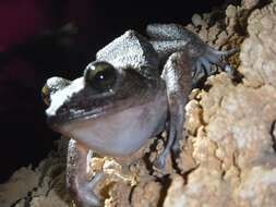 Image of Zeus' robber frog