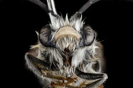 Image de Eucera dubitata (Cresson 1879)