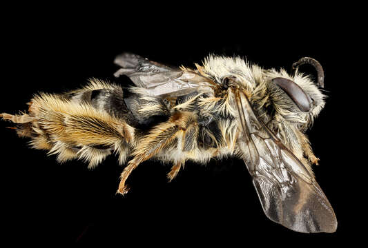 Image of Eucera dubitata (Cresson 1879)