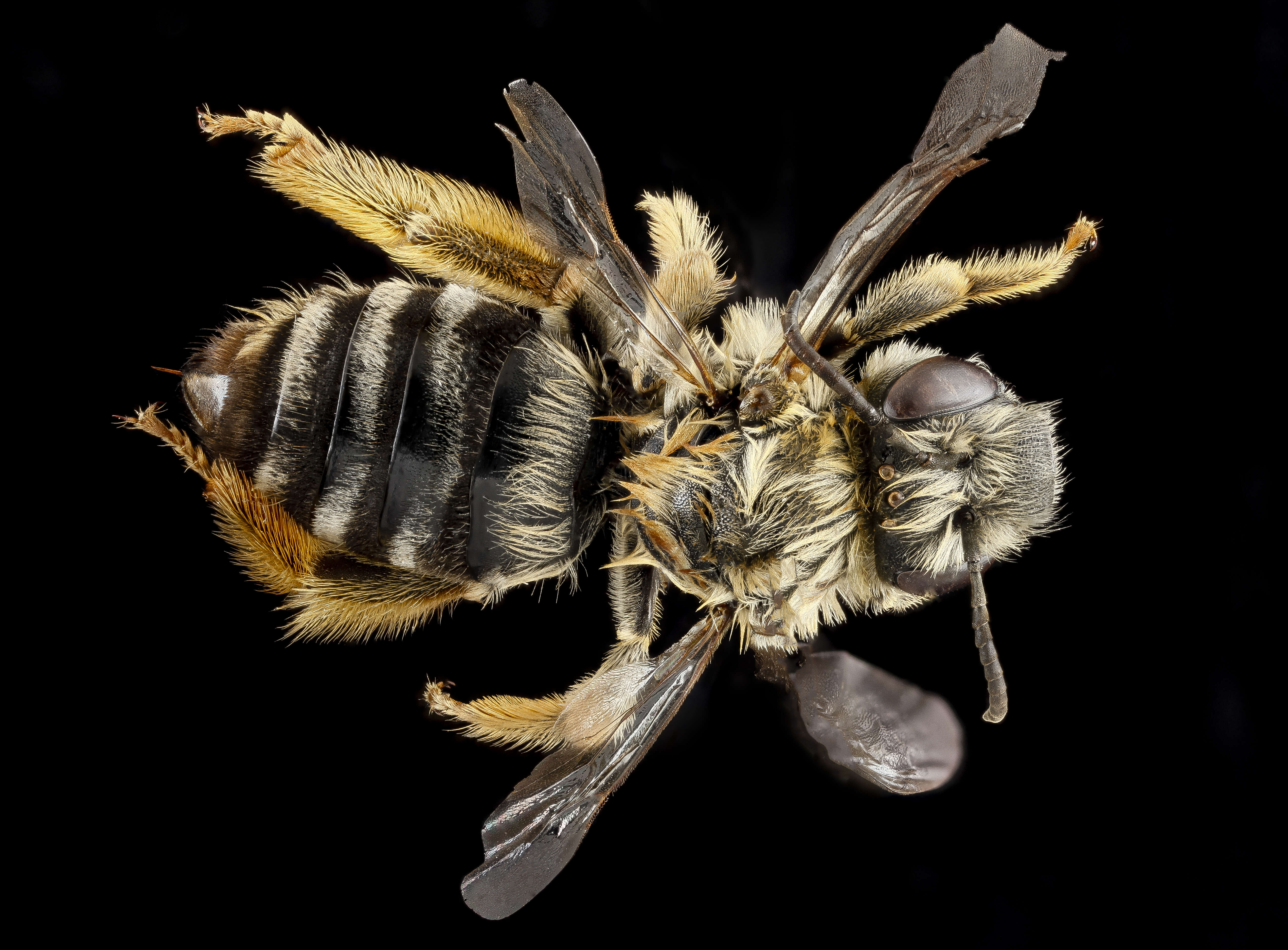 Image de Eucera dubitata (Cresson 1879)