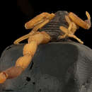 Image of Striped Bark Scorpion