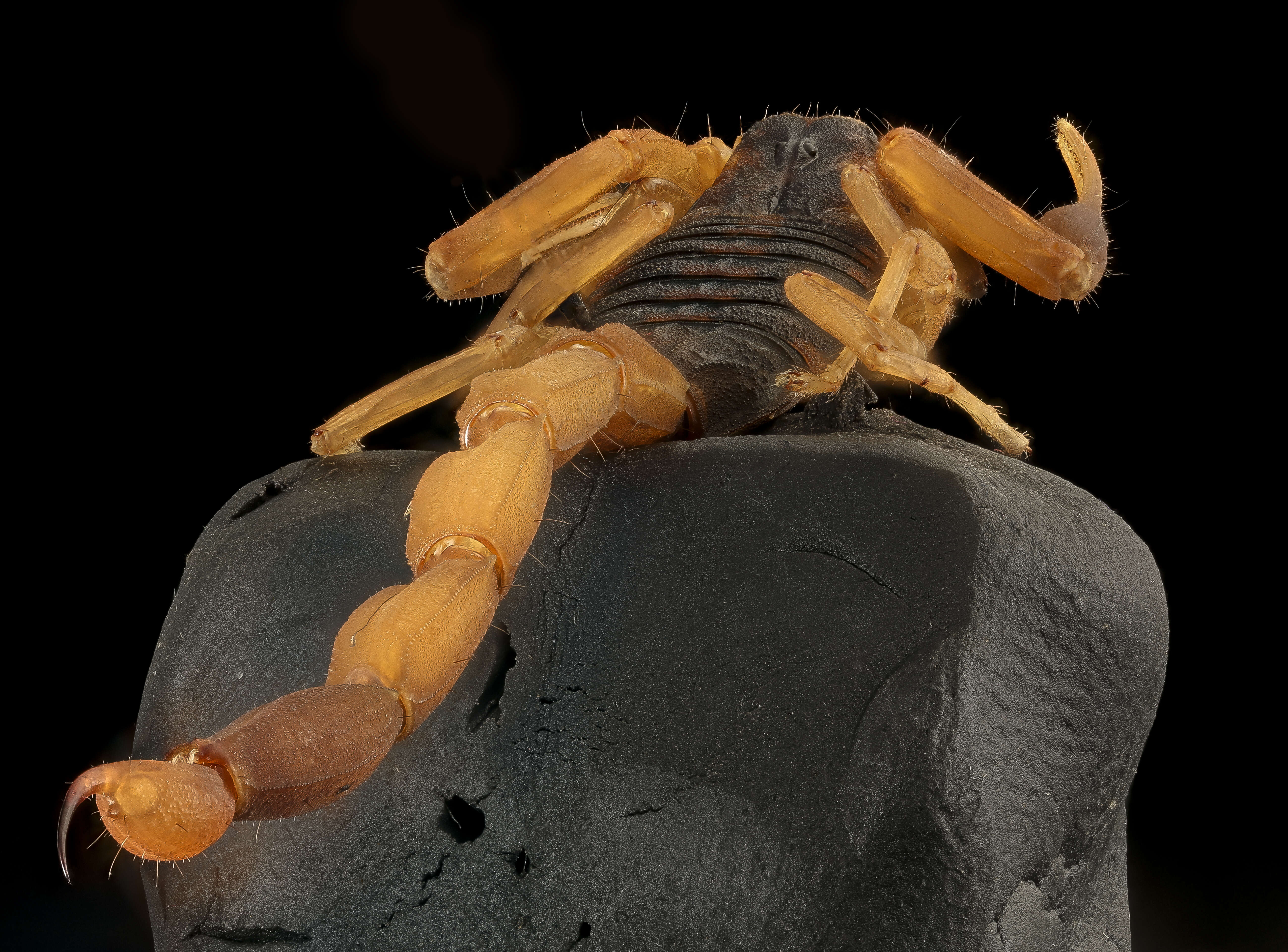 Image of Striped Bark Scorpion