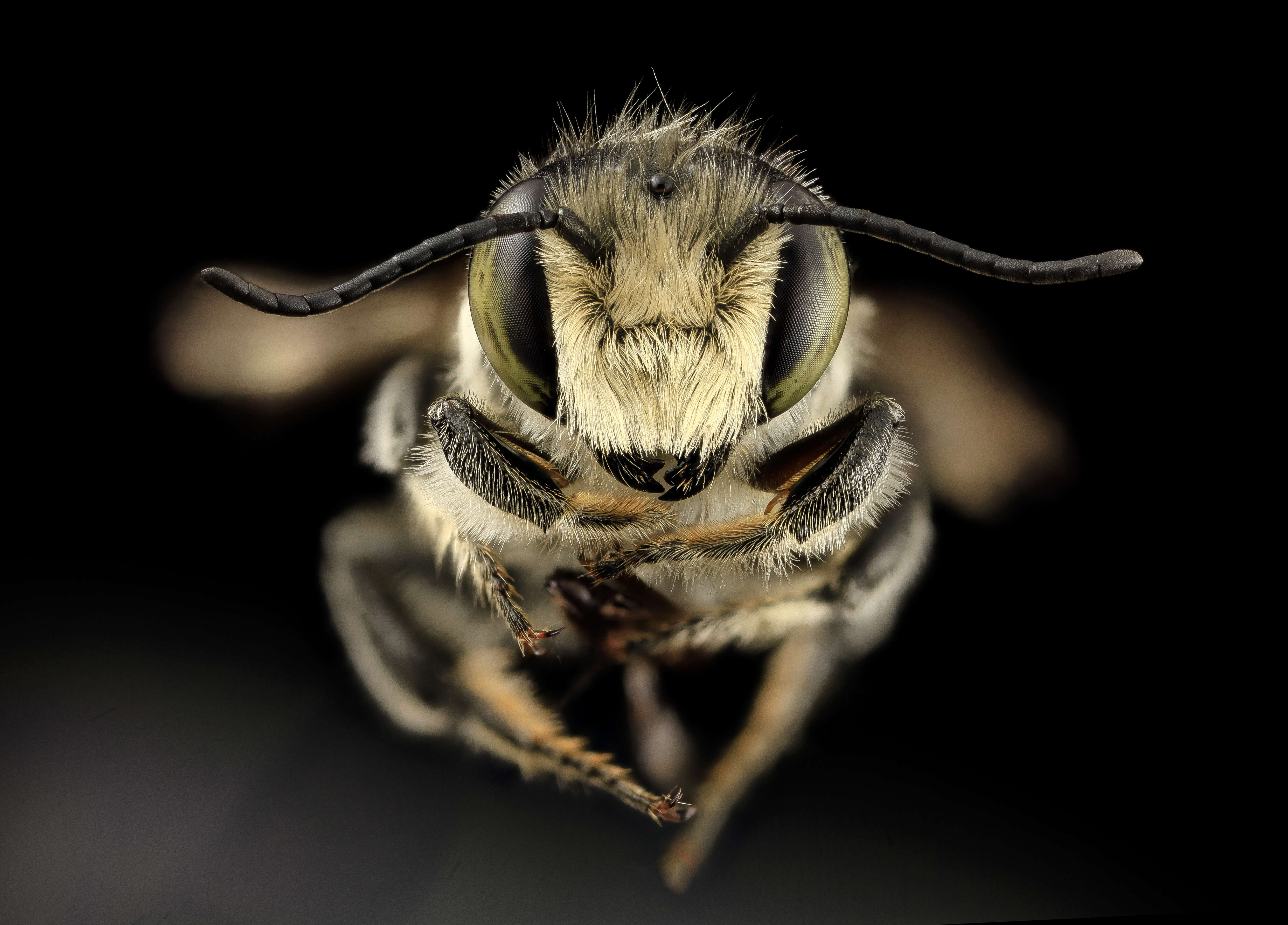 Megachile brevis Say 1837 resmi