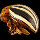 Image of False Potato Beetle