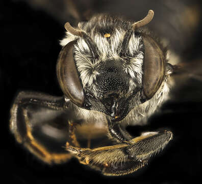 Image of Flat-tailed Leaf-cutter Bee