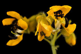 Image of American senna