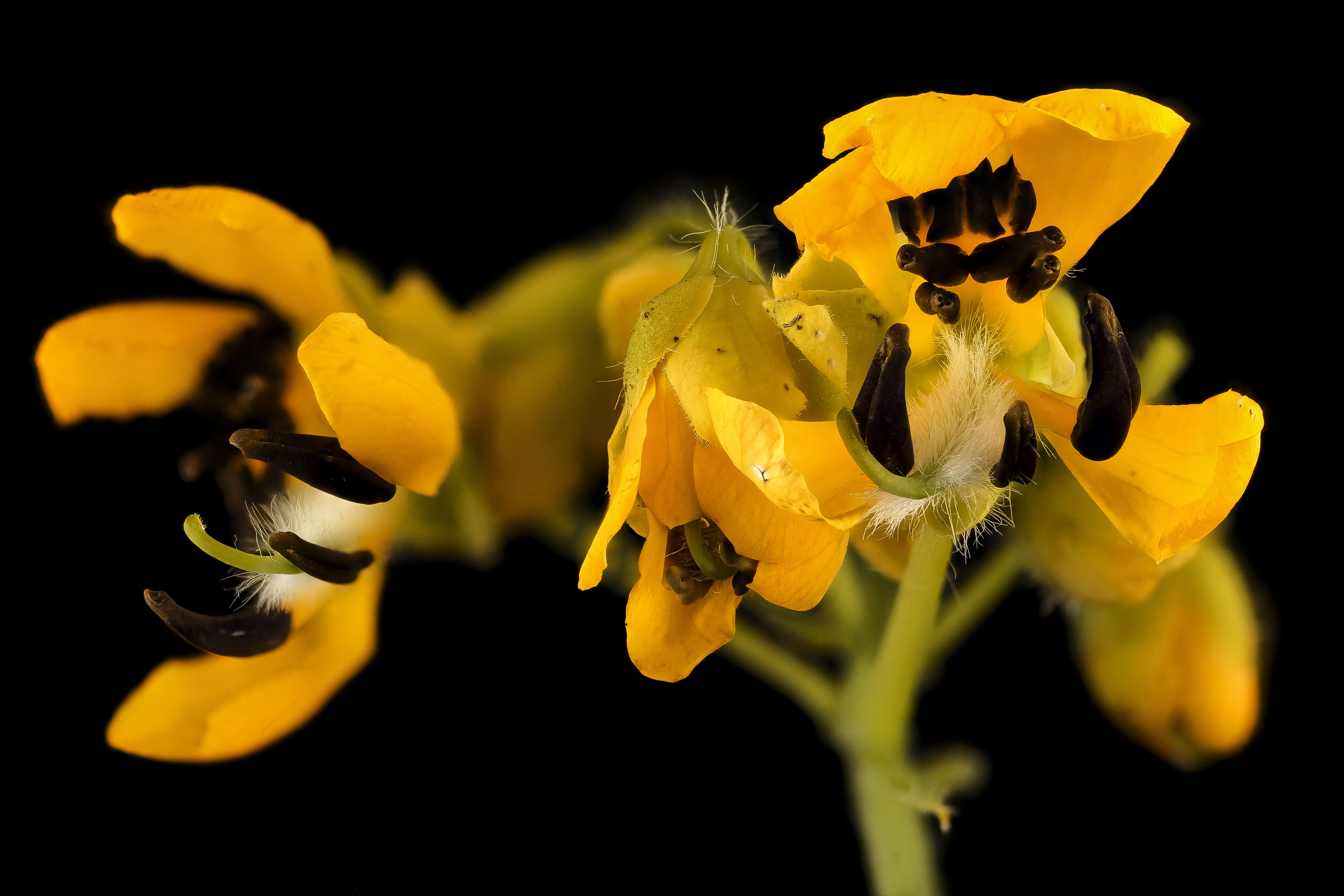 Image of American senna