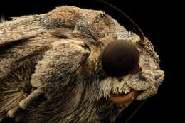 Image of Fall Armyworm Moth