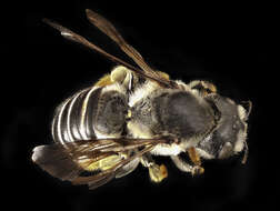 Megachile pugnata Say 1837的圖片