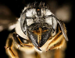 Megachile pugnata Say 1837的圖片