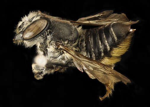 Megachile mendica Cresson 1878 resmi