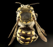 Imagem de Anthidium porterae Cockerell 1900