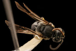 Image of Hylaeus sparsus (Cresson 1869)