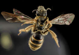 Image of Lasioglossum albipes (Fabricius 1781)