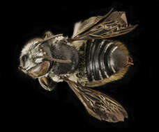 Megachile mendica Cresson 1878 resmi