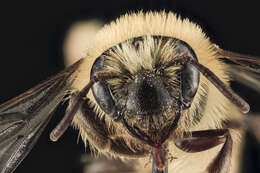 Image of Aster Andrena