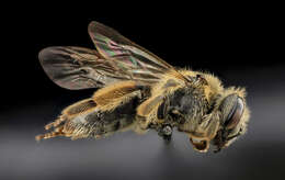 Image of Cresson's Andrena