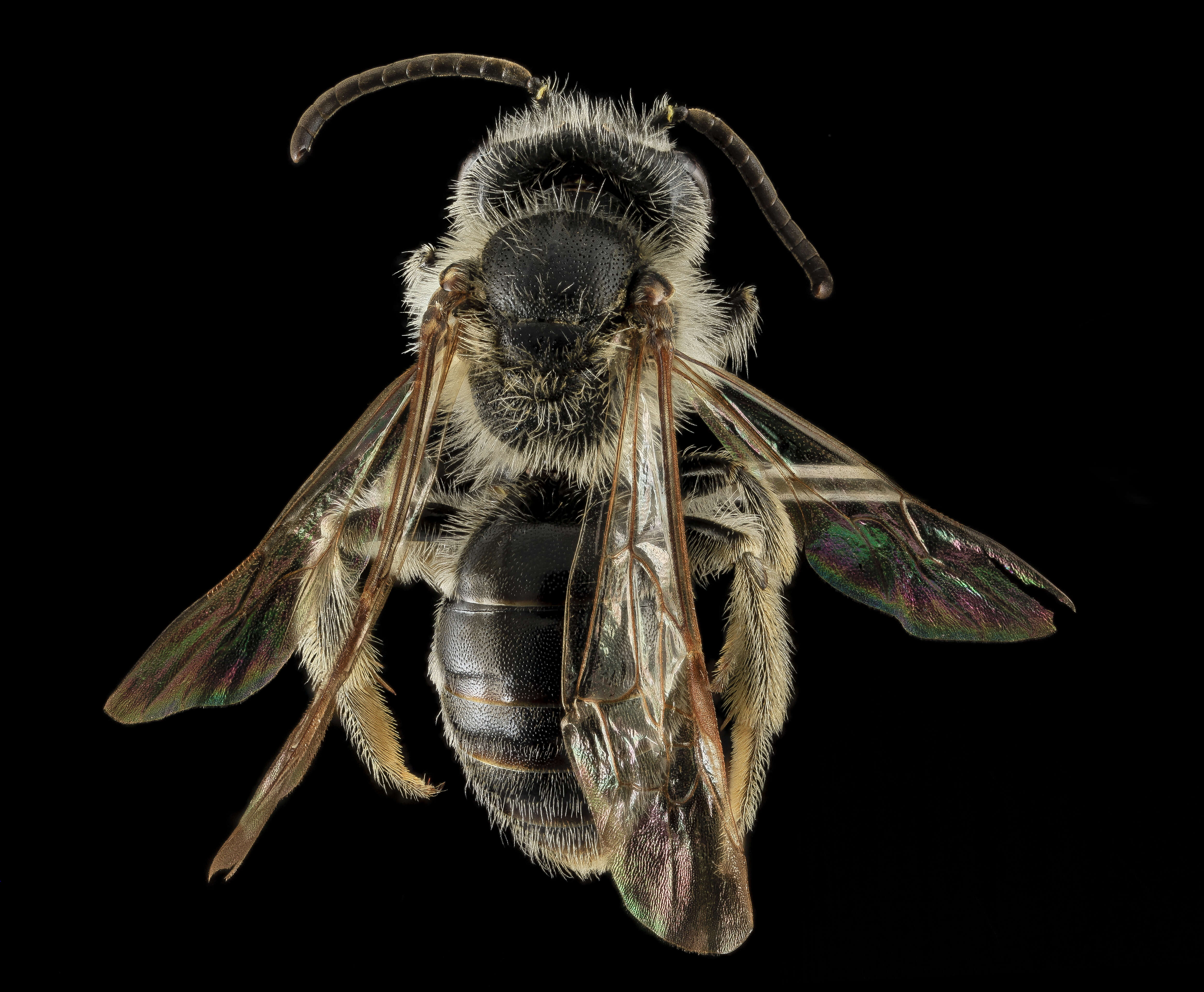 Image of Cresson's Andrena