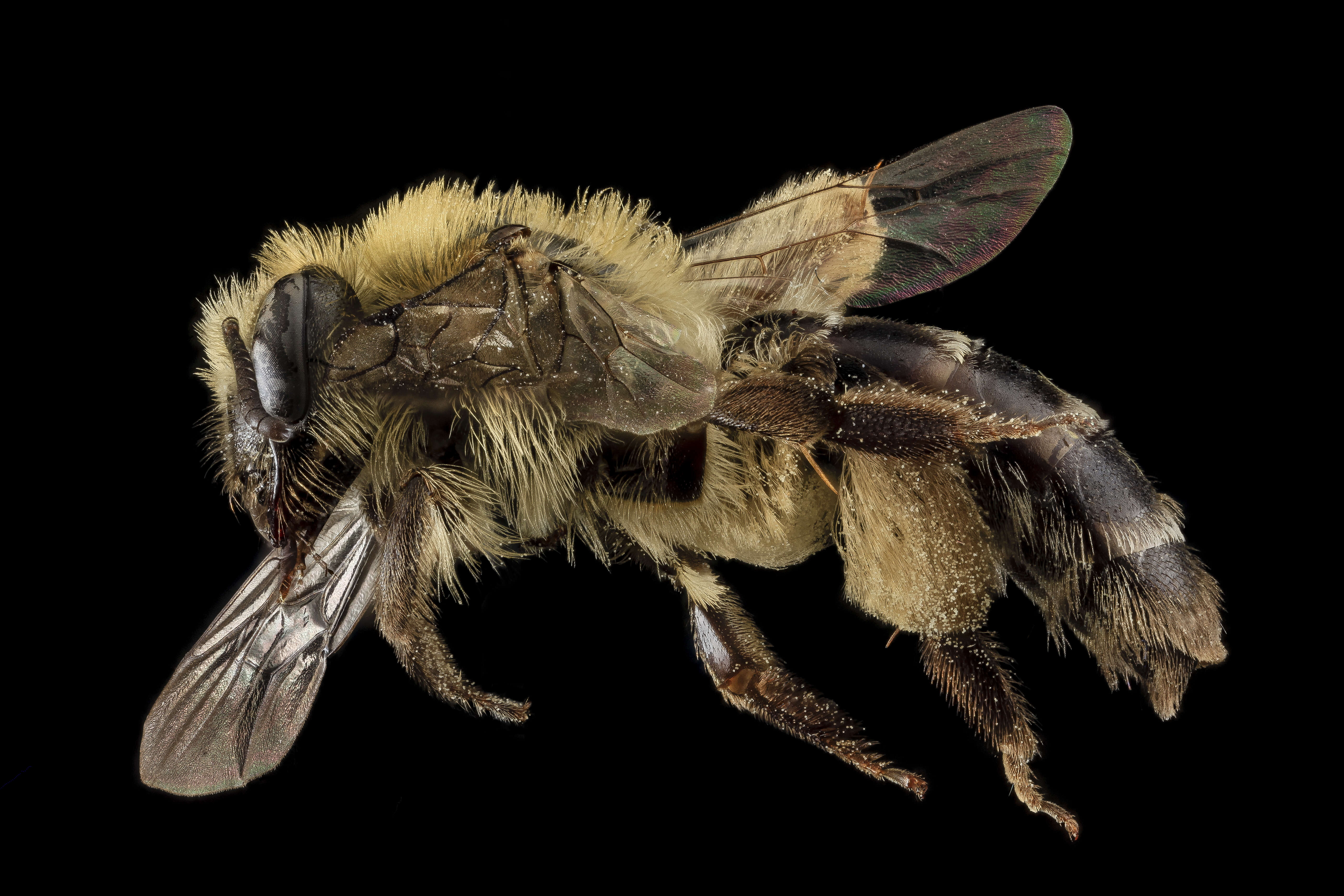 Image of Aster Andrena