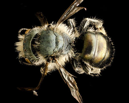 Image of Osmia georgica Cresson 1878