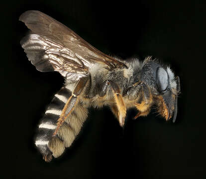 Image of Pugnacious Leaf-cutter Bee