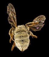 Image of Bee