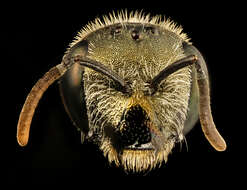 Image of Bee