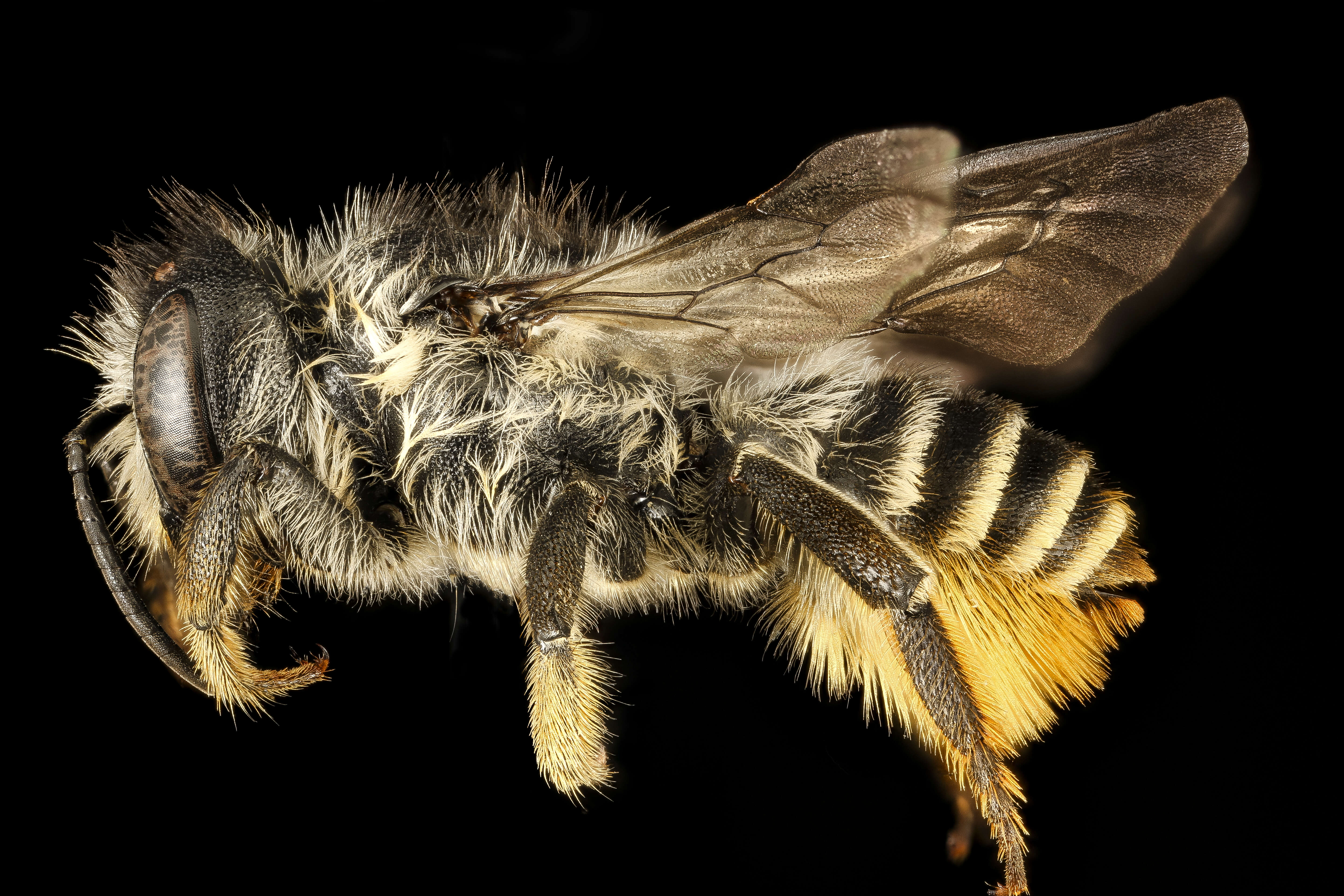 Image of Leafcutter bee