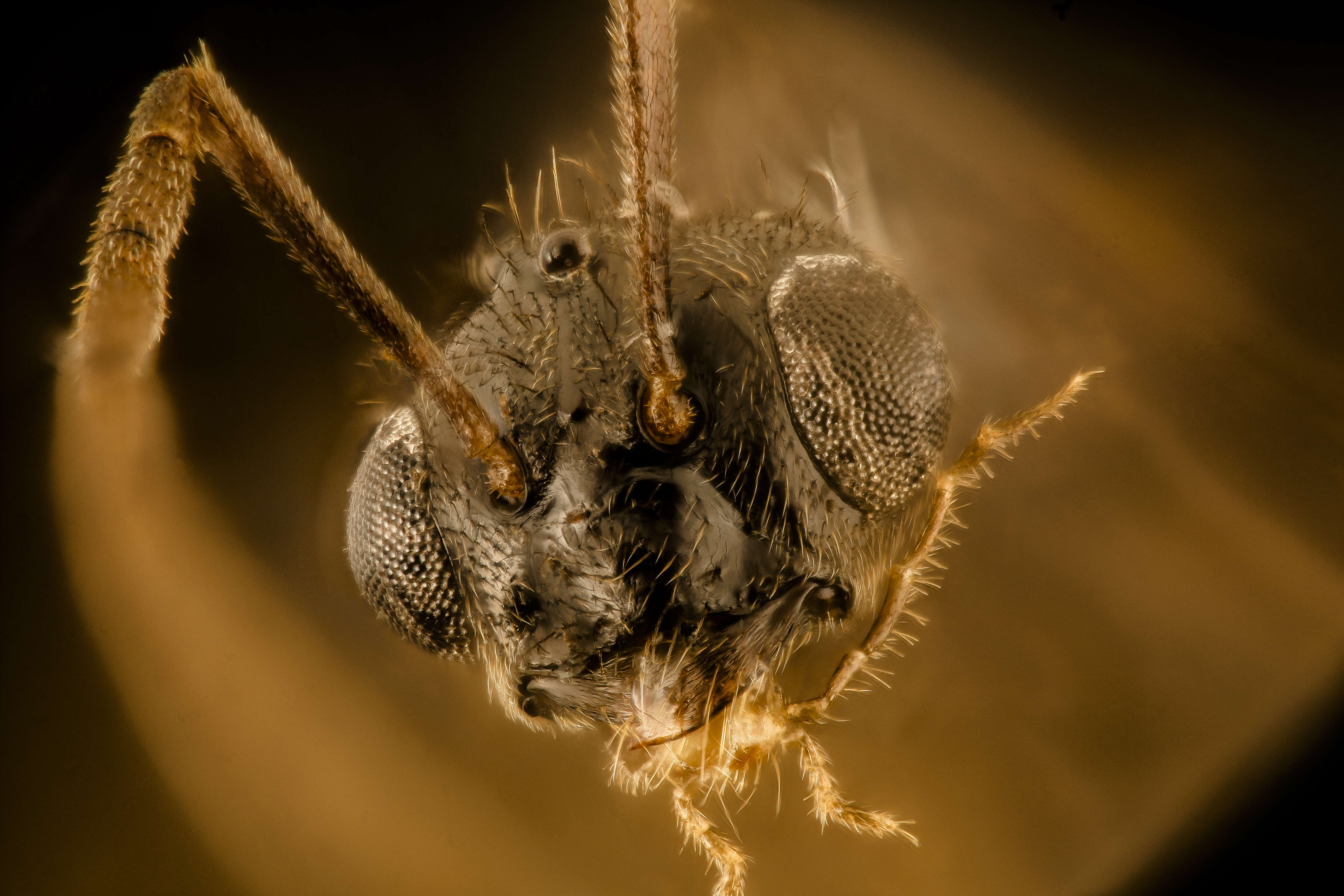 Image of False Honey Ant