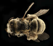 Anthophora exigua Cresson 1879 resmi