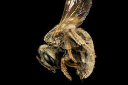 Image of Bee