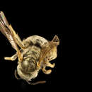 Image of Bee