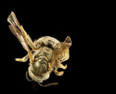 Image of Bee