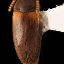 Image of Hallomenus scapularis Melsheimer 1846