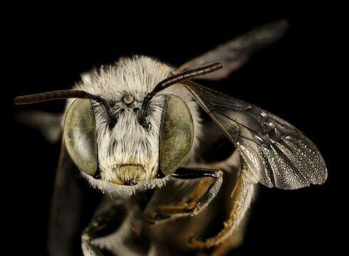 Image of Anthophora curta Provancher 1895