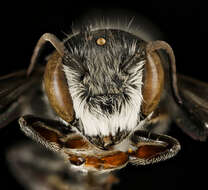 Image of Slender Resin Bee