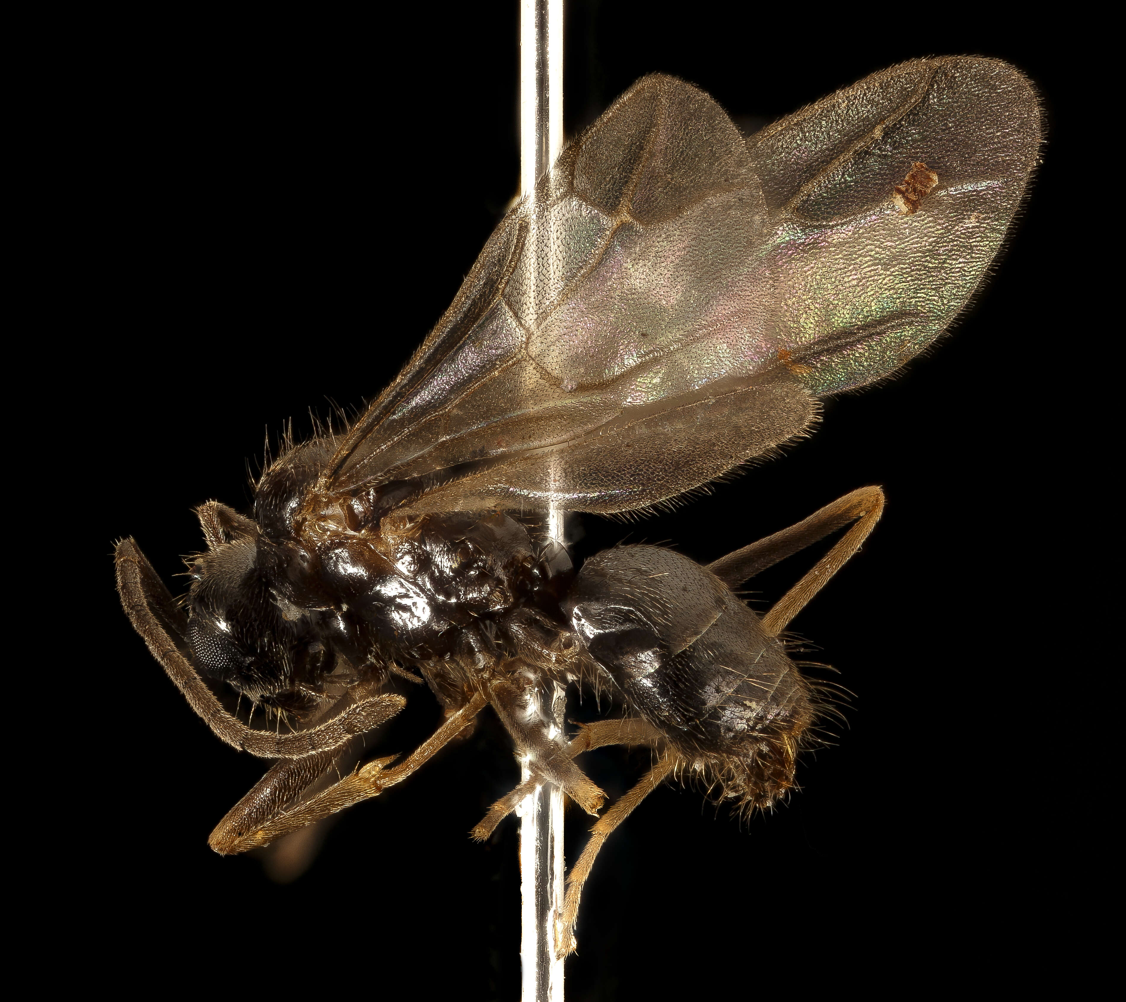 Image of False Honey Ant