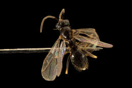 Image of False Honey Ant