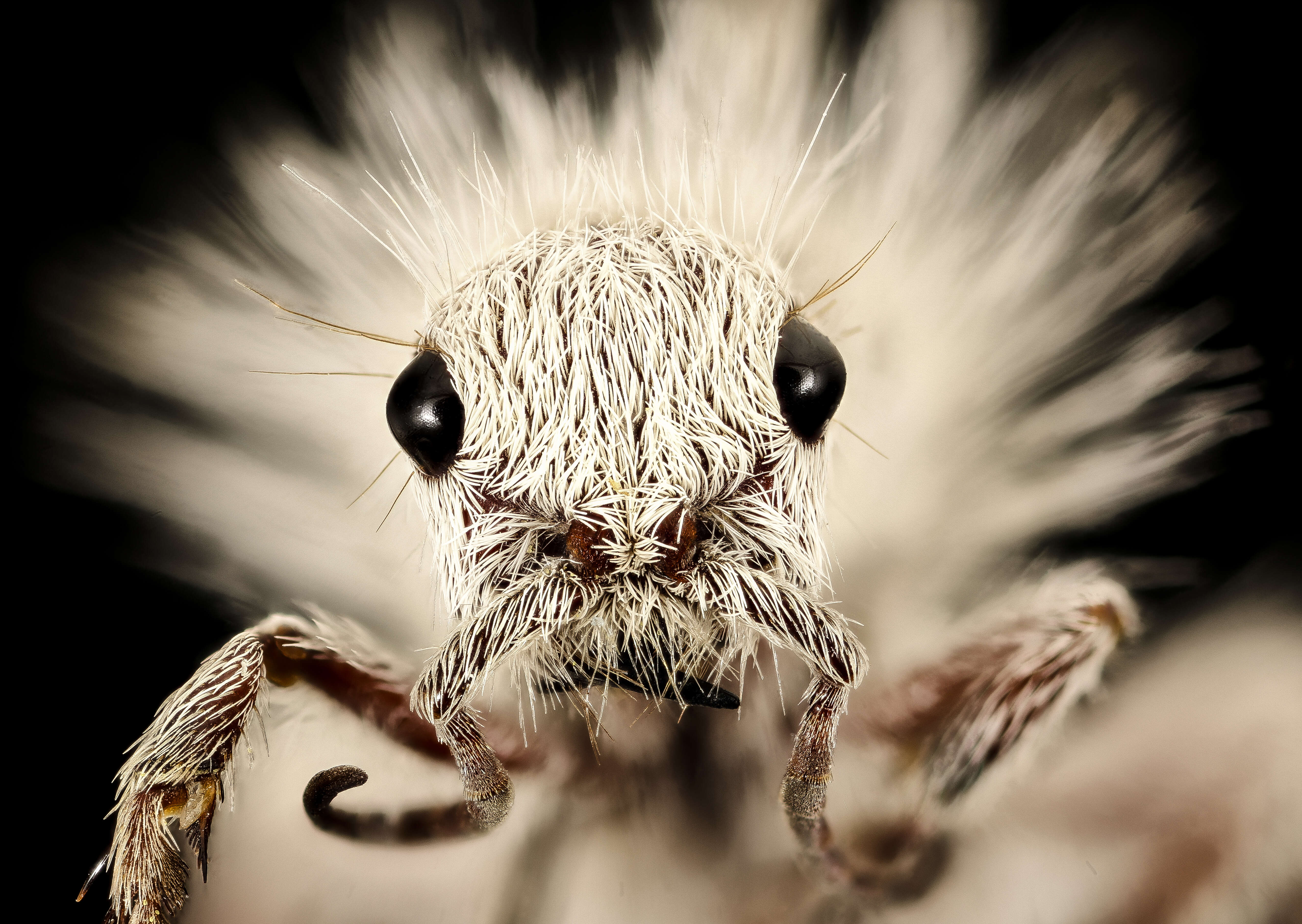 Image of Thistledown Velvet Ant