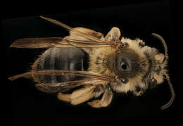 Image of Barbara's Andrena