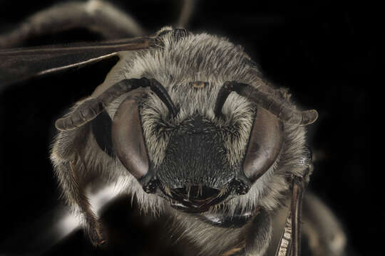 Image of Broad-footed Cellophane Bee